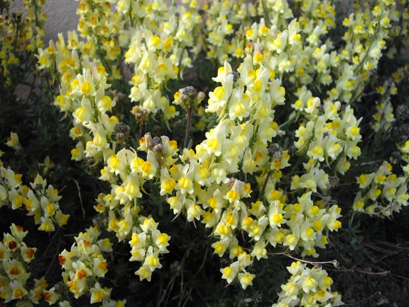 Linaria supina photo